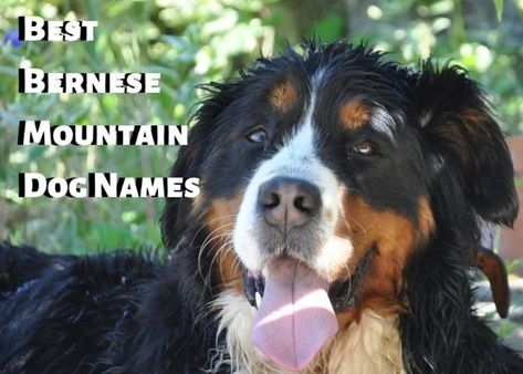 Need a great name for your Bernese Mountain Dog? Go back to the dog's roots and choose a Swiss name. Here are some ideas (along with plenty of pictures!) Bernese Mountain Dog Names, Dog Names Unique, Saint Bernard (dog), Bernese Mountain Dogs, Girl Dog Names, Shih Tzu Funny, St Bernard Dogs, Farm Dogs, Bernard Dog