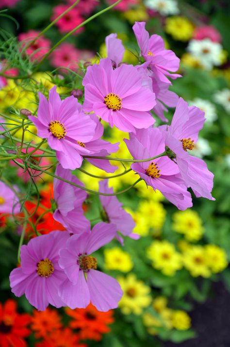 ~~Beautiful purple cosmos flowers blooming in colorful summer garden by Perl Photography~~ Purple Cosmos, Cosmos Flowers, Flowers Wallpaper, Flower Field, Summer Garden, Flower Pictures, Wedding Flower, Summer Flowers, Ikebana