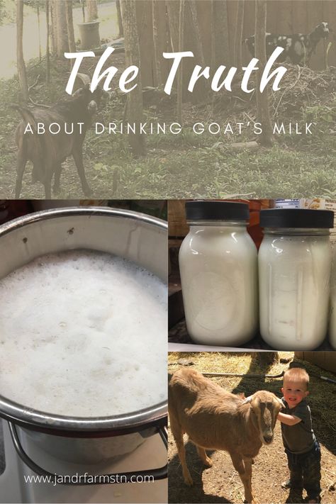 Read about why we choose to milk our own goats. Our family loves fresh, raw milk! Learn the truth about how goat’s milk tastes and the benefits of drinking it. #goatmilk #rawmilk #homedairy #homesteading #goat Milk Kefir Benefits, Old Fashioned Skills, Goat Milk Benefits, Benefits Of Goat Milk, Kefir Benefits, Goat Milking, Goat Milk Recipes, Goat Recipes, Nubian Goat