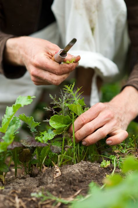 Holding Something, Tasha Tudor, Yennefer Of Vengerberg, Neville Longbottom, Potting Shed, Edible Garden, Farm Gardens, Fresh Green, Kitchen Garden