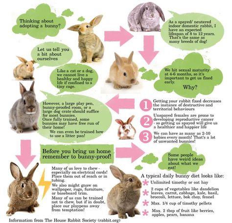 basic bunny care info - jack & birdie's Rabbit Infographic, House Infographic, Adopt A Bunny, Bunny Care Tips, Rabbit Information, Pet Rabbit Care, All About Rabbits, Raising Rabbits, Indoor Rabbit