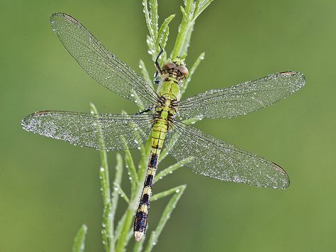 Eastern Pondhawk (Erythemis simplicicollis) | by ER Post Eastern Pondhawk, Bug Off, Wonders Of The World, Bugs, Butterflies, Birds, Wonder, Bugs And Insects