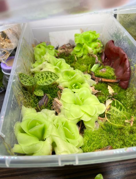 Propagation Box Diy, Aquascape Design, Prop Box, Plant People, Plant Room, Hobby Ideas, Plant Propagation, Prayer Plant, Clothing Boxes