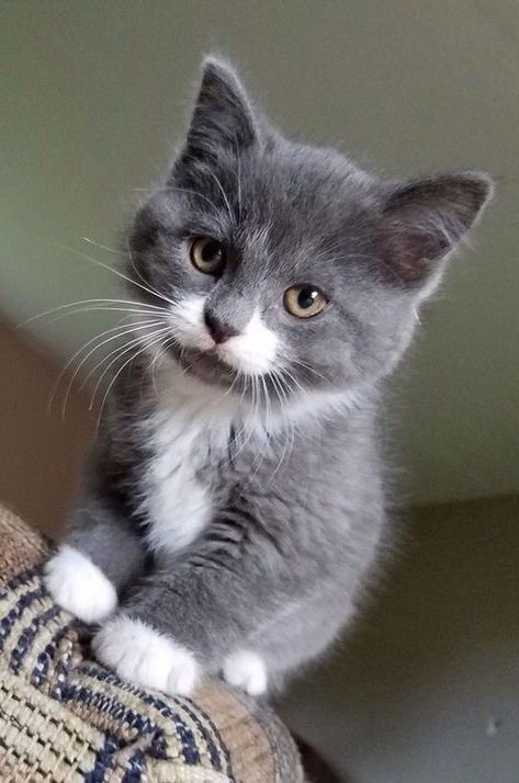 Most gorgeous gray kitty ever #gorgeouscat #graykitty #kitten Grey Cottage, Söt Katt, Image Chat, Slate Stone, Kittens And Puppies, Baby Kittens, Cute Cats And Kittens, Cat Care, Pretty Cats