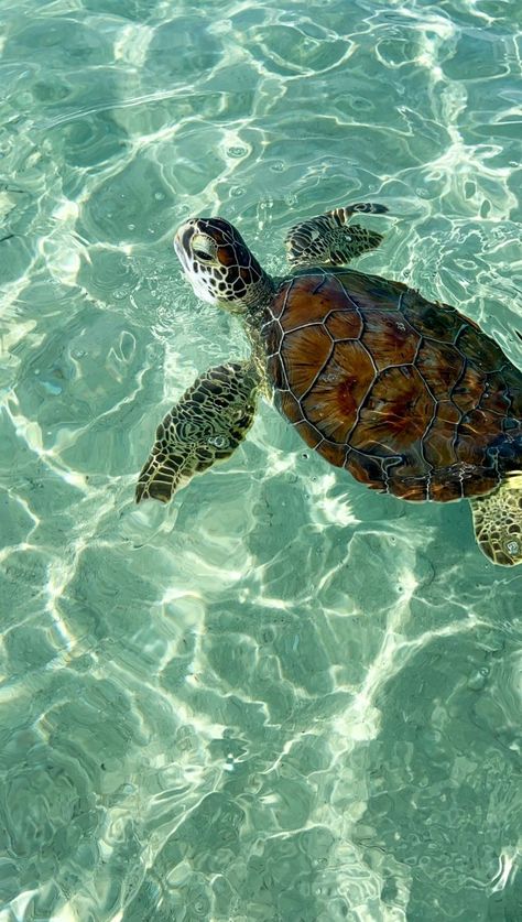 Preppy Sea Turtle, Green Turtle Aesthetic, Sea Turtle Wallpaper Aesthetic, Island Aesthetic Wallpaper, Green Beach Aesthetic, Sea Animals Aesthetic, Sea Green Aesthetic, Bahamas Aesthetic, Island Turtle