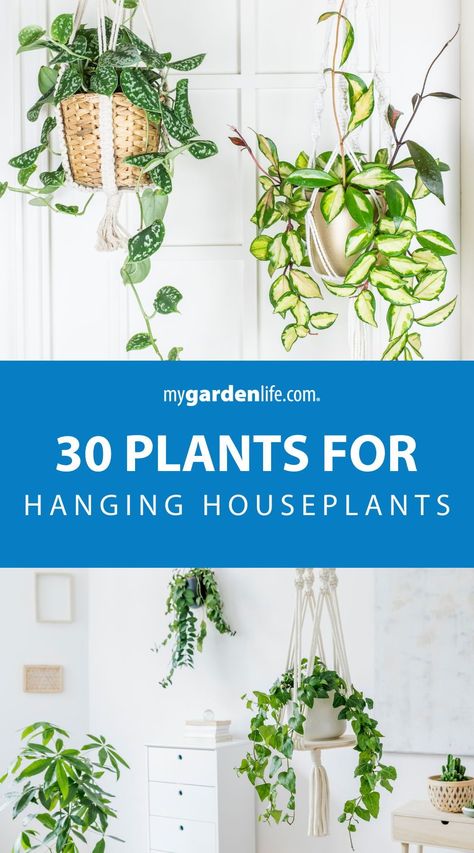 Delight in indoor gardening with our collection of 30 hanging houseplants perfect for any space! Transform your home into a botanical paradise with lush greenery cascading from hanging baskets. Explore different houseplant arrangements and discover the joy of nurturing indoor plants.  Find more tips for houseplant care and indoor gardening at Mygardenlife.com. Houseplant Arrangements, Hanging Houseplants, Houseplant Ideas, Houseplant Care, Hanging Plants Indoor, Plants For Hanging Baskets, Best Plants, Best Indoor Plants, Trailing Plants