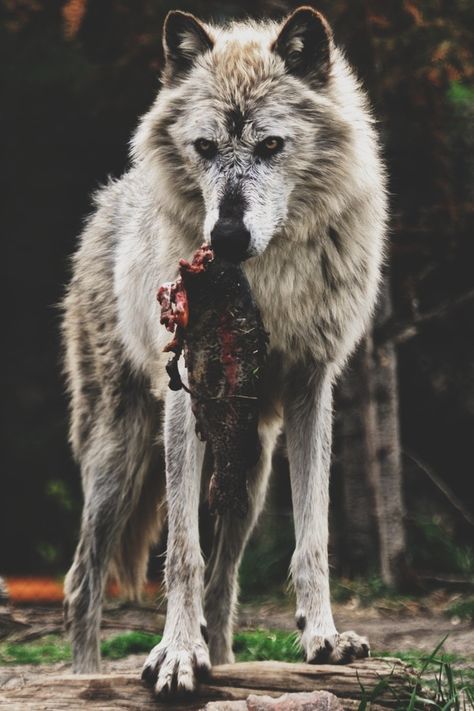 F&O FABFORGOTTENNOBILITY Wolf World, Wolf Husky, Wolf Love, Wolf Pictures, Wolf Spirit, Beautiful Wolves, Grey Wolf, Lone Wolf, Wild Dogs