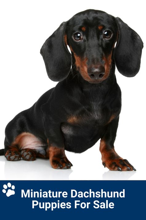 Miniature Dachshund Puppies For Sale Miniature Dachshund Breeders, Dapple Dachshund Miniature, Teacup Dachshund, Miniature Dachshund Puppies For Sale, Puppy Schedule, Dachshund Miniature, Blue Dachshund, Miniature Dachshund Puppies, Poncho Knitting