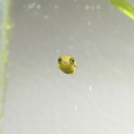 Pufferfish Cute, Cursed Fish, Cute Puffer Fish, Puffer Fish, Cute Fish, Silly Animals, Cute Frogs, Cute Animal Photos, Cute Creatures