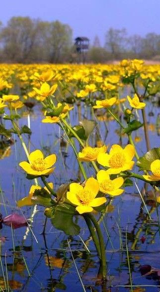 Marsh Marigolds in the Biebrza River Poland in Spring Bialowieza Forest, Beautiful Poland, Marsh Marigold, Flowers Field, Tatra Mountains, Lodz, Wroclaw, Gdansk, Krakow