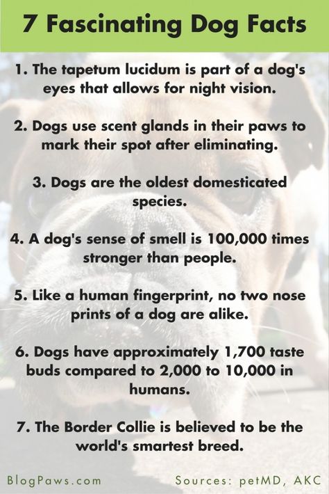 Tapetum Lucidum, Facts About Dogs, Fun Facts About Dogs, National Dog Day, Cat Ideas, Dog Information, Dog Day, About Dogs, Dog Tips