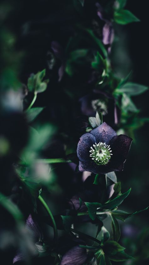 Dark Spring Wallpaper, Spring Wallpaper Iphone, Dark Spring, Bookstagram Aesthetic, Wallpaper Plants, Poison Garden, Forest Pattern, Amazing Websites, Zero Wallpaper