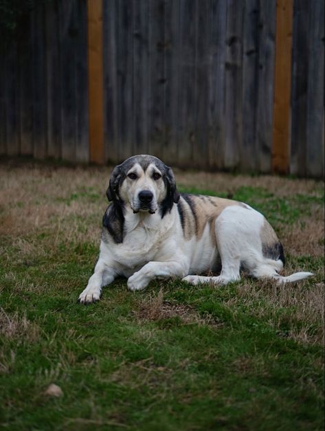 Great Pyrenees and German Shepherd Great Pyrenees, Pyrenees, German Shepherd, Cute Animals, Photography, Animals