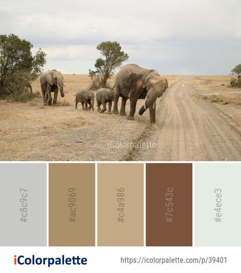 Color palette theme related to african elephant, ecosystem, elephant, elephants and mammoths, herd, Image, indian elephant, safari, savanna, tusk, wildlife, .   Download color palette as Pdf, Adobe swatch and more. Best Color Palettes, Colour Wheel Theory, Elephant Safari, Elephant Colour, African Colors, Color Palette Ideas, Indian Colours, Kenya Safari, House Color Palettes