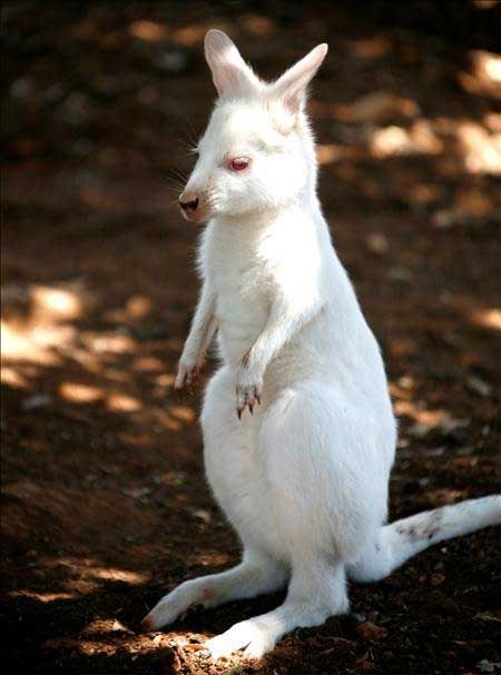 Albino Kangaroo Puppy, in a Zoo Georgios, Cyprus. Albino Kangaroo, Albino Animals, Arctic Fox, Wild Animal, Taxidermy, Cyprus, In Nature, Koala, Animals And Pets