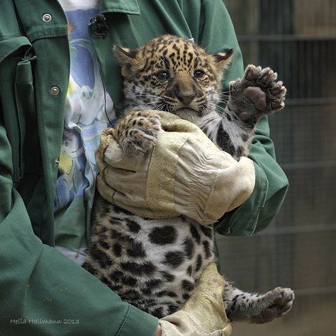 Jaguar cub, look at the size of those paws! Vet Pictures, Zoo Veterinarian, Baby Jaguar, Wildlife Biologist, Vet Medicine, Conservation Biology, Wildlife Rehabilitation, Vet School, Vet Student