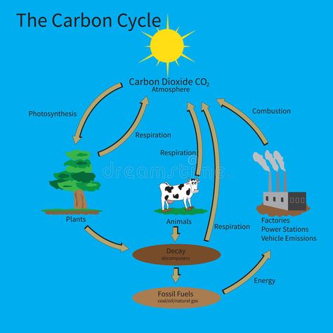 The Carbon Cycle. Showing how carbon is recycled in the environment , #Aff, #Showing, #Cycle, #Carbon, #environment, #recycled #ad Carbon Cycle Diagram, Carbon Dioxide Cycle, Change Worksheet, The Carbon Cycle, Classroom Preparation, Nitrogen Cycle, Study Site, Homework Worksheets, Carbon Cycle