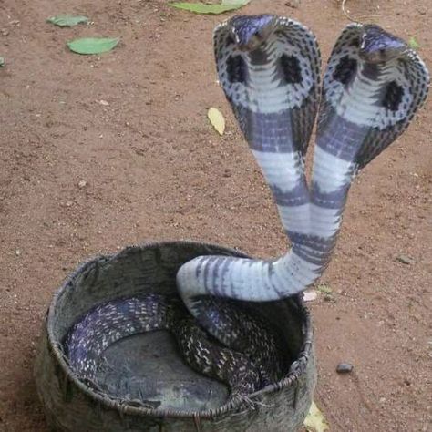 Two-headed cobra King Cobra Snake, Snake Photos, Pretty Snakes, Colorful Snakes, Cobra Snake, Cute Reptiles, Cute Snake, Reptile Snakes, Beautiful Snakes