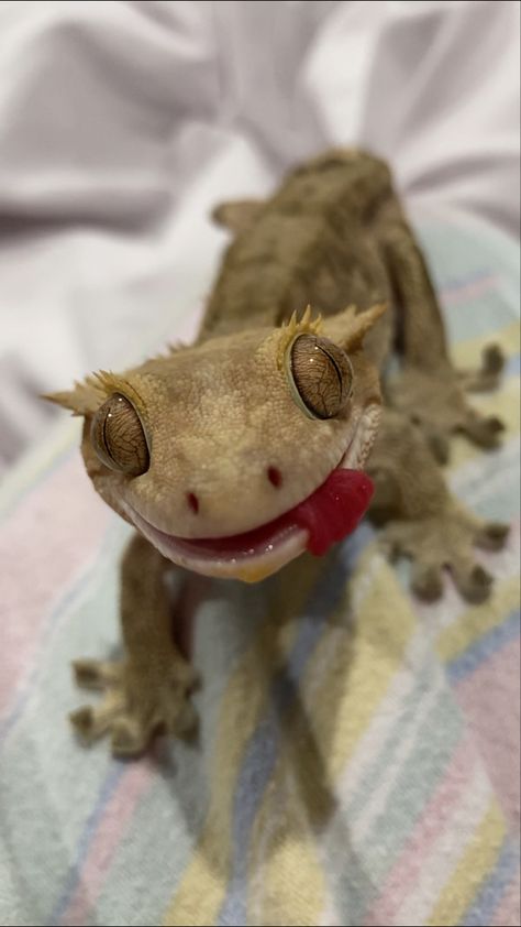 Crested Gecko Cute, Crested Gecko Funny, Gecko Aesthetic, Crested Gecko Terrarium, Cute Crested Gecko, Funny Anime Pictures, Gecko Drawing, Crested Gecko Habitat, Pet Gecko