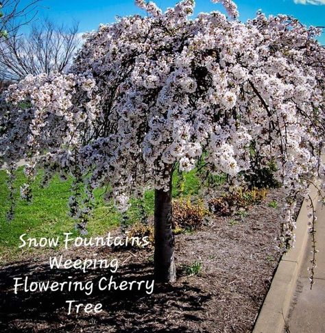 'Prunus' Snow Fountain® Weeping Flowering Cherry Tree Snow Fountain Weeping Cherry, Flower Bed Decor, Weeping Cherry Tree, Weeping Trees, Weeping Cherry, Flowering Cherry Tree, Japanese Tree, Organic Mulch, Asian Garden