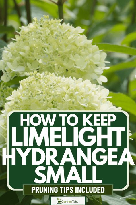 How To Keep Limelight Hydrangea Small [Pruning Tips Included] Lime Hydrangea, Hydrangea Plant Care, When To Prune Hydrangeas, Little Lime Hydrangea, Limelight Hydrangeas, Pruning Hydrangeas, Hydrangea Tree, Hydrangea Landscaping, Hydrangea Shrub