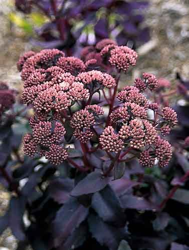 Sedum Purple Emperor Monochromatic Garden, Creepy Plants, Fancy Plants, Stonecrop Sedum, Walkway Garden, Purple Emperor, Purple Foliage, Nice Flower, Goth Garden