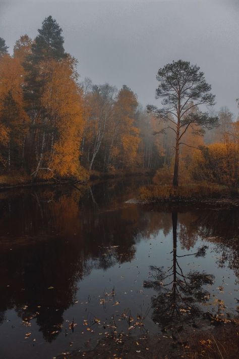 Autumn Fog Aesthetic, Fall Forest Aesthetic, Autumn Forest Aesthetic, Fog Autumn, Autumn Poetry, Yellow Forest, Orange Forest, Forest Scenery, Autumn Rain