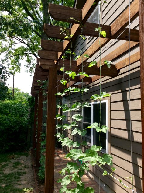 Hop trellis walkway Hop Trellis Ideas, Trellis Walkway, Walkway Trellis, Growing Hops Trellis, Hop Trellis, Hops Trellis, Wire Trellis On Brick Wall, Side Gate, Bio Design