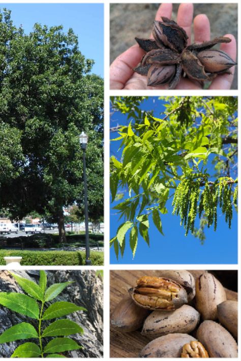 Pecans are big, beautiful shade trees with delicious, nutritious nuts that feed people and wildlife wherever they are grown. Pecans are just a single species, Carya illinoinensis, native to the central and eastern USA and northern Mexico, mostly along the Lower Mississippi Valley. However, there are so many different types of cultivars available for colder or hotter climates, wetter or drier climates, you should have no trouble finding one that works for you! Pecan Trees, Northern Mexico, Nut Trees, Pecan Tree, Tree Identification, Pecan Nuts, Leaf Patterns, Hobby Farm, Shade Trees