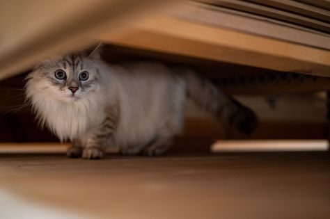 8 DIY Under Bed Blockers for Cats You Can Make Today - Catster Block Off Under Bed, Diy Under Bed Blocker, Under Bed Blocker, Bed Blocks, Cat Area, How To Cat, Cat Proofing, Under Bed Drawers, Cat Hiding