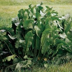 View this product for details about its characteristics and for care and maintenance instructions. Horseradish Plant, Growing Horseradish, Fruit Growing, Fresh Horseradish, Growing Raspberries, Soil Ph, Growing Grapes, Small White Flowers, Replant