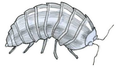 pill bug sketch Pill Bug Drawing, Potato Bug Tattoo, Pill Bug Tattoo, Isopod Drawing, Potato Bugs, Bugs Drawing, Pill Bug, Scientific Drawing, Bug Tattoo