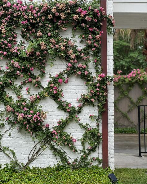 Moss Landscaping | Peggy martin roses are flourishing in Houston. Swipe for a closer view of these vibrant roses. . . . #spring #peggymartins #roses #bloom… | Instagram Rose Landscaping, Front Yard Roses Landscaping Ideas, Peggy Martin Rose Trellis, Peggy Martin Rose Climbing, Landscaping With Roses, Parterre Garden, Rose Trellis, Vertical Garden Wall, Privacy Landscaping