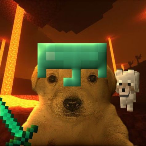 Minecraft Dogs, Koro Sensei, Minecraft Anime, Minecraft Wallpaper, Minecraft Funny, Dog Icon, Funny Animal Photos, Minecraft Memes, Silly Cats Pictures