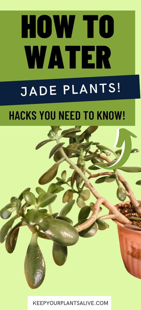 How to water jade plants - keep your plants alive Jade Plant Pruning, Identifying Plants, Jade Plant Bonsai, House Jungle, Bottom Watering, Jade Plant Care, Pencil Cactus, Plants In Jars, Jade Tree