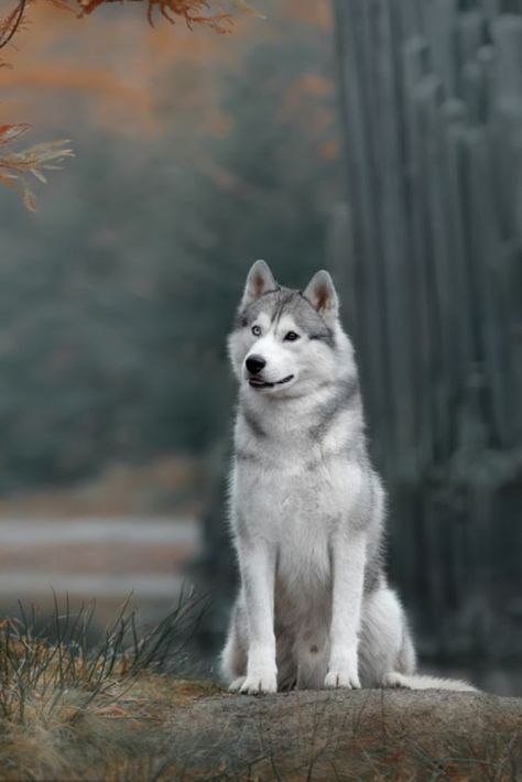 Malamutes Alaskan, Dogs Photography, Wolf Husky, Cute Husky, Husky Lover, Siberian Husky Dog, Siberian Husky Puppies, Siberian Huskies, Labrador Retriever Puppies