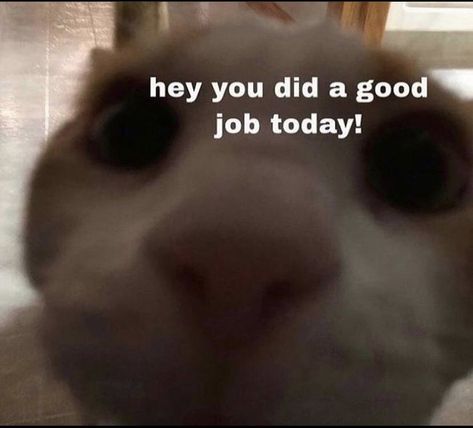 Job Humor, Funny Pix, Silly Cats Pictures, Cute Texts For Him, Cute Cats Photos, Cat Icon, Cartoon Memes, Silly Pictures, Wholesome Memes