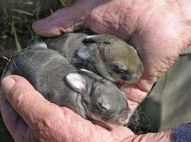 How To Keep A Wild Baby Rabbit Alive — Rabbit Care Tips Wild Baby Rabbits, Warm Water Bottle, Wild Bunny, Rabbit Photos, Bunny Care, Wild Rabbit, Rabbit Eating, Baby Rabbit, Wild Baby