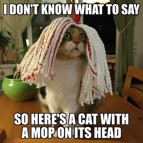 i don't know what to say so here's a cat with  a mop on its head-lol Find Instagram, Time Series, How To Say, Roblox Funny, What To Say, Me Too Meme, Cat Quotes, Funny Animal Memes, Silly Cats