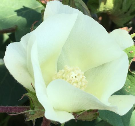 Cotton blossom. Beautiful Live Earth, Cotton Boll, Cotton Blossom, Botanical Beauty, Hedges, Blossom, Arts And Crafts, Plants, Flowers