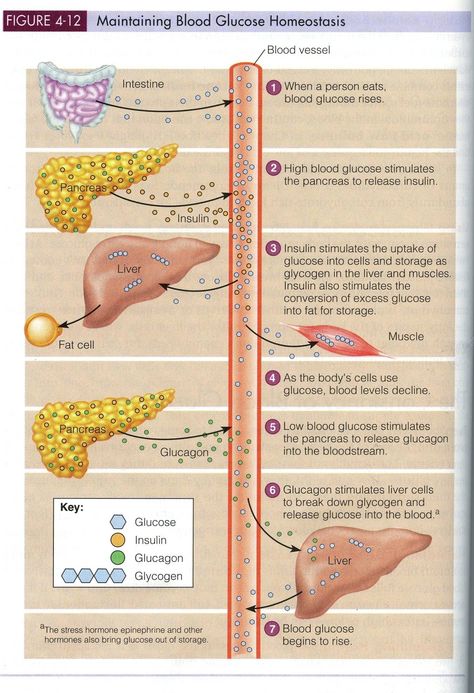 Blood Glucose Homeostasis from http://www.wholehealthsource.org/ Medical Laboratory Science, Medical School Studying, Nursing School Notes, Medical School Essentials, Human Anatomy And Physiology, Biology Notes, Medical Anatomy, Blood Glucose, Nursing Study