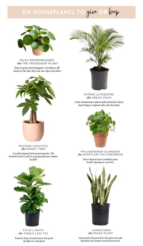 best houseplants, houseplants 2022, houseplants to gift, houseplant meanings Snake Plants In Water, Landscaping Aesthetic, Cactus Planting, Plant Growing Tips, Plant Meanings, Plant Business, Best Houseplants, Money Tree Plant, Philodendron Scandens