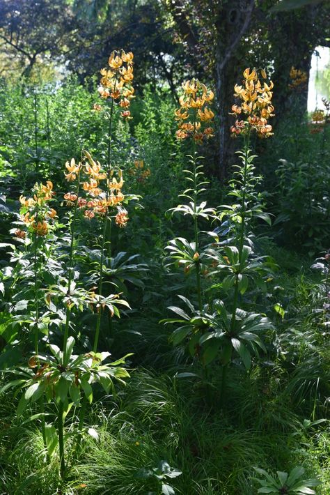 Martagon Lilies, Chokecherry Tree, Martagon Lily, Types Of Lilies, Daylily Garden, Planting Design, Chicago Botanic Garden, Landscaping Inspiration, Garden Beautiful