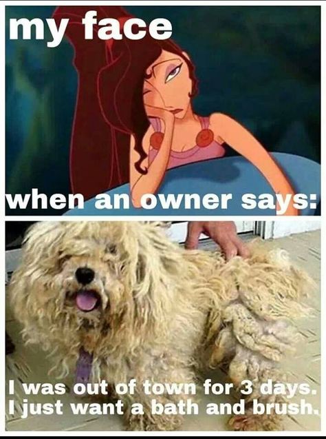 -Repinned- More groomer humor My favorite was what do you mean you can't brush him out it's just a few tangles.. Dog Groomer Humor, Groomer Humor, Pet Grooming Business, Grooming Ideas, Grooming Business, Dog Grooming Shop, Creative Grooming, Dog Grooming Salons, Dog Grooming Tips