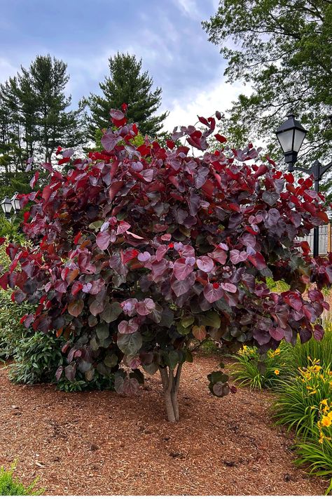 Add a pop of color to your front yard! 🌳 The Cercis 'Merlot' or Merlot Redbud is the perfect small tree for any garden. Enjoy vibrant flowers and stunning burgundy leaves that turn golden in the fall. 🍁 Click here to find out more and learn how to grow this lovely small tree in your garden. 💖 Burgundy Plants Perennials, Merlot Redbud Tree, Red Bud Trees Landscaping, Flame Thrower Redbud Tree, Burgundy Plants, Forest Pansy Redbud, Planting Palette, Burgundy Garden, Trees With Red Leaves