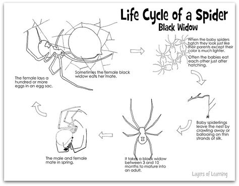 Learn about the life cycle of a spider and color the life cycle of the black widow in this free printable. Life Cycle Of A Spider, Spiders For Kids, Spider Lessons, Spider Printable, Spider Unit, Science Life Cycles, Spider Activities, Science Printables, Spider Theme