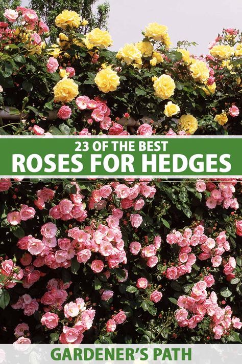 Rose Hedge Front Yards, Rose Hedge, Hedge Trees, Vine Fruit, Best Rose, Best Roses, Garden Hedges, Gardening Gear, Rose Varieties