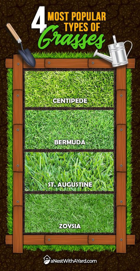 Different Types Of Grass Lawn, Florida Grass Types, Types Of Grasses Landscaping, Grass Growing Tips, Zoysia Grass Lawn, Home Lawn Ideas, How To Grow Grass From Dirt Backyards, Types Of Grass For Lawn, Garden Grasses Ideas