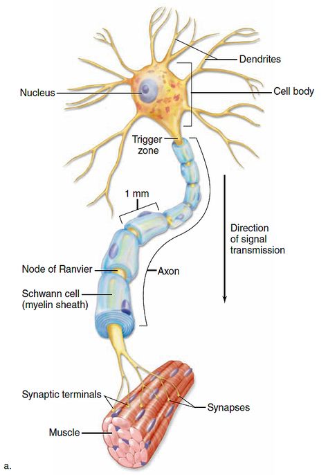 Synapse Neurons Art, Synapses Neurons, Nervous System Anatomy, Anatomy Education, Learn Biology, Biology Revision, Basic Anatomy And Physiology, Vet Medicine, Nursing Student Tips