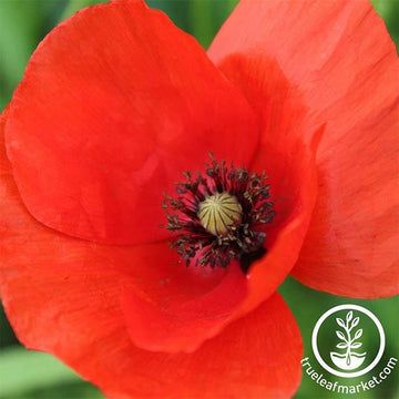 Poppy Flower Garden, Poppy Flower Seeds, Flanders Poppy, Papaver Rhoeas, Corn Poppy, Poppy Garden, American Legion, Plant Spacing, Seed Company